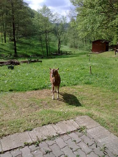 Ziege